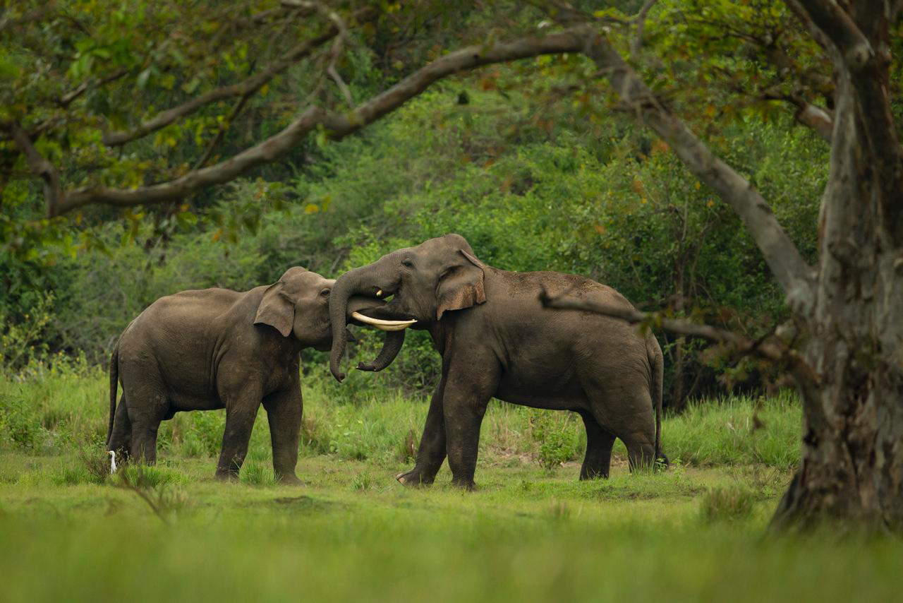 Sri Lankan landscape showcasing rich biodiversity